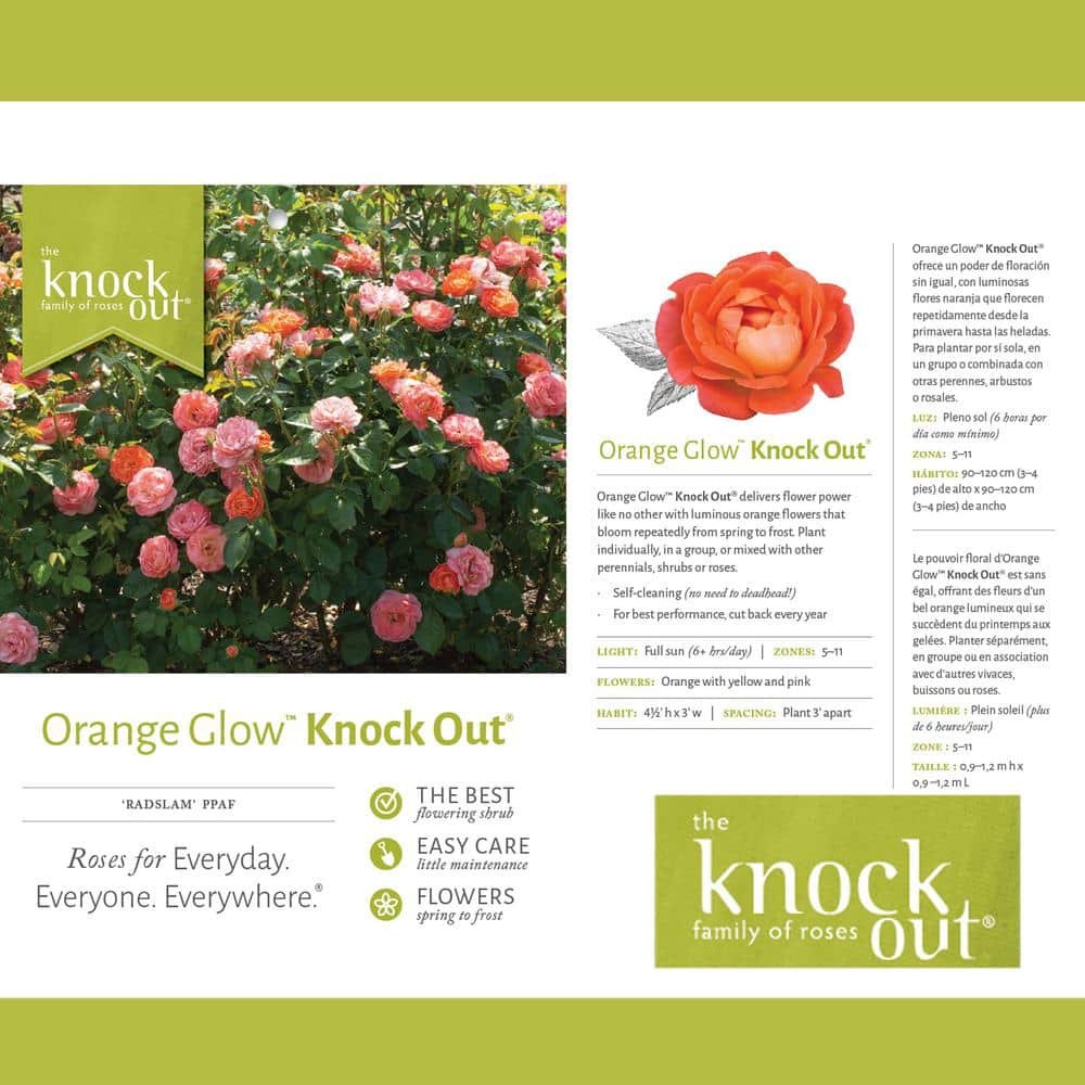 KNOCK OUT 1 Gal. Orange Glow Knock Out Rose Bush with Orange Flowers 17626