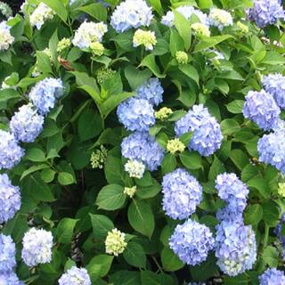 OnlinePlantCenter 3 Gal. Nikko Blue Hydrangea With Blue Flowers HYDR0014G3