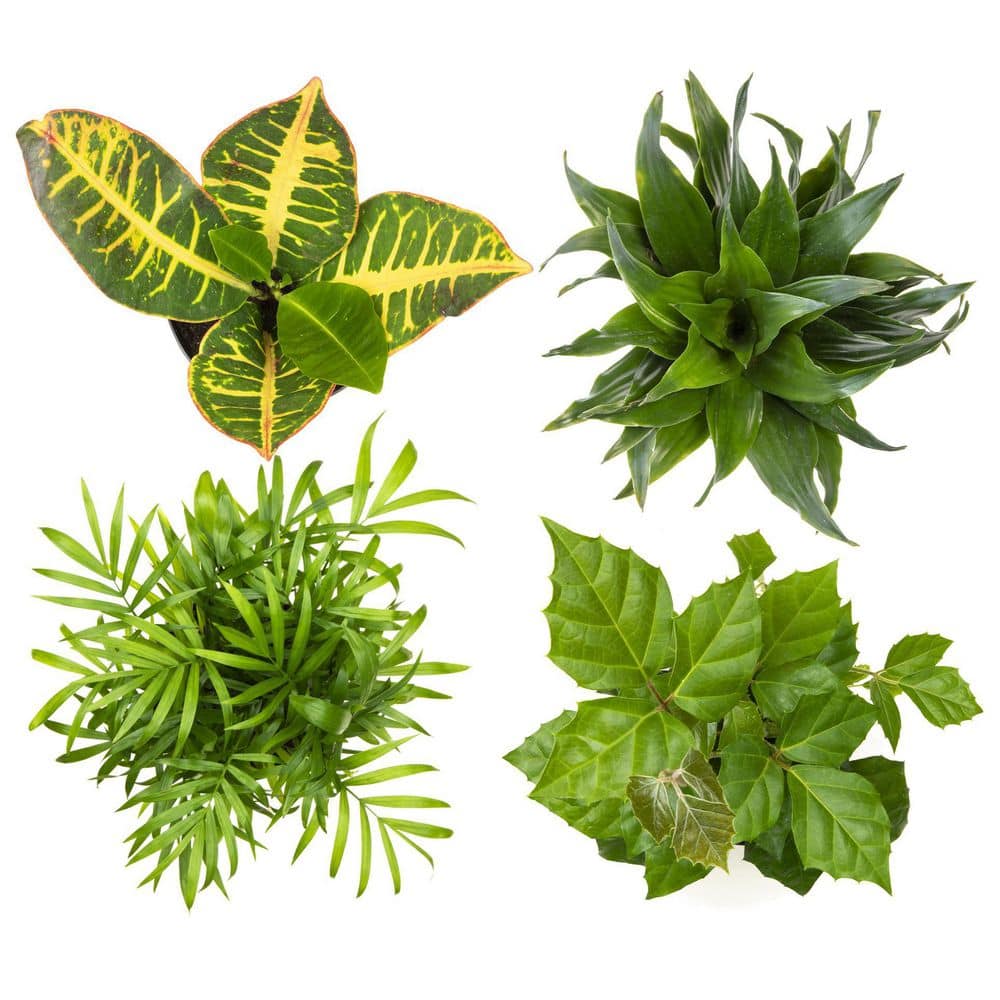 ALTMAN PLANTS 4.25 in. Foliage. Asst (4-Pack) 0881486