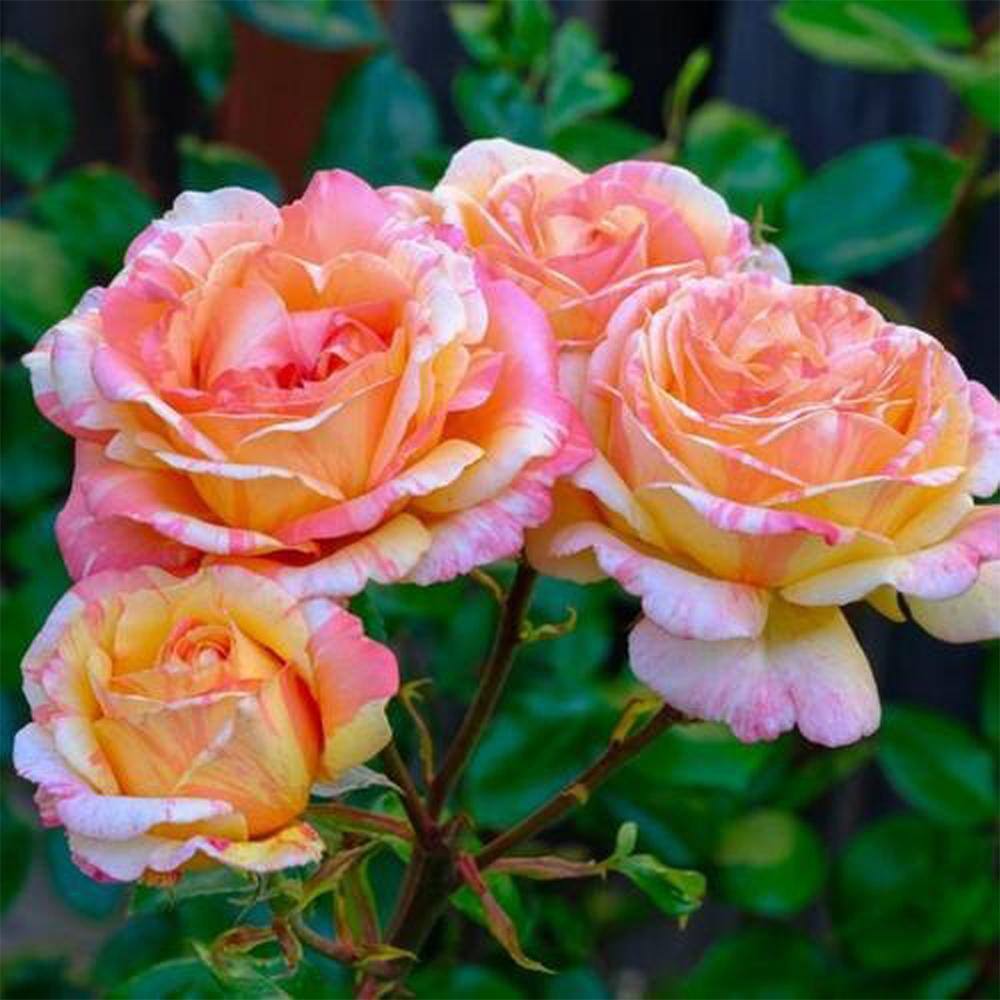 PAINTERS COLLECTION 2 Gal. Peach Swirl Rose with Variegated Peach Flowers 17522