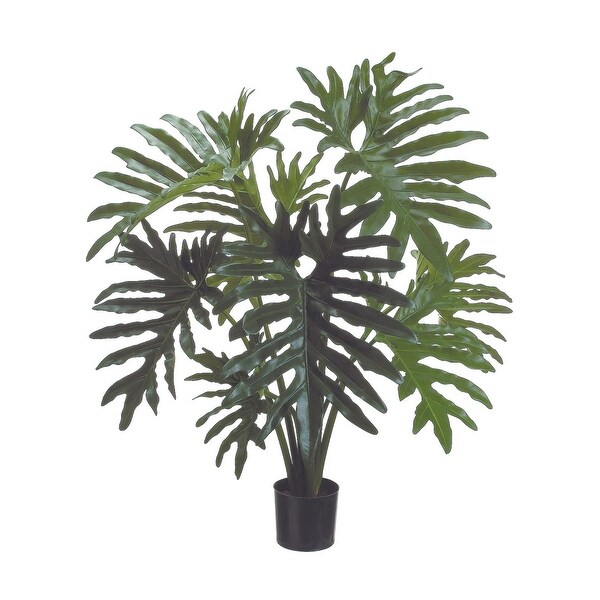 Philodendron Plant