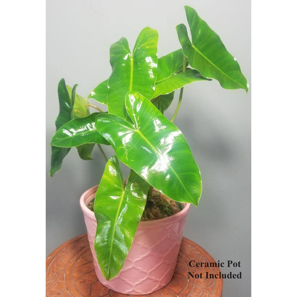 Philodendron Burle Marx Plant in 6 in. Grower Pot BrlMrx006