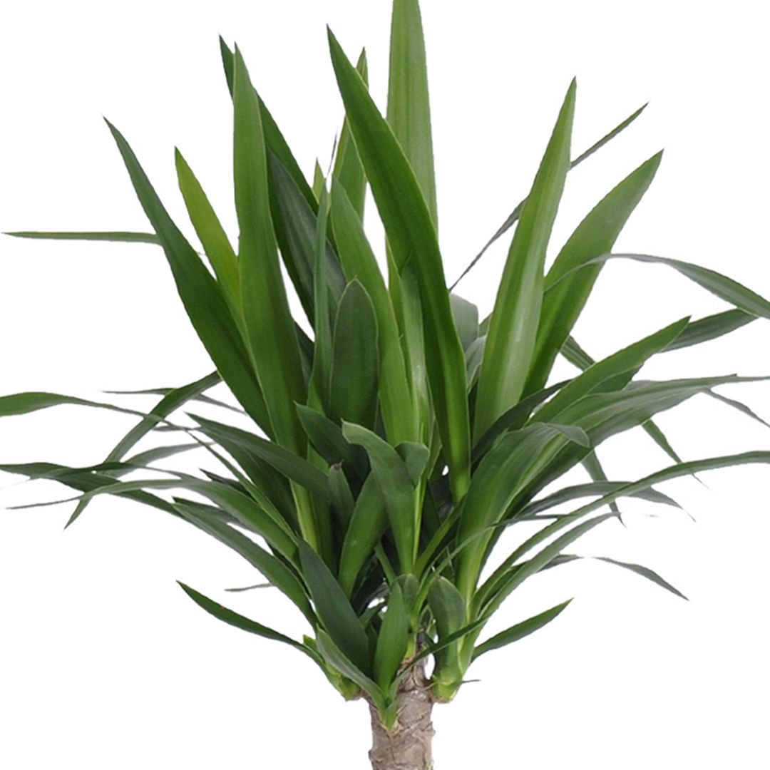 United Nursery Live Yucca Cane Tropical Plant 24-28in Tall in 10in Terra-cotta Bayside Decor Pot