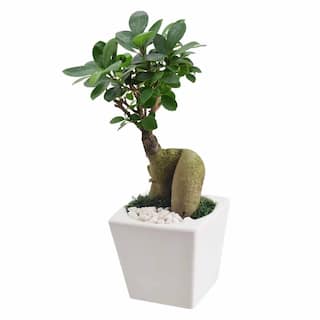 Arcadia Garden Products 4.5 in. Ginseng Ficus Bonsai White Square Carolina Ceramic Planter LV60