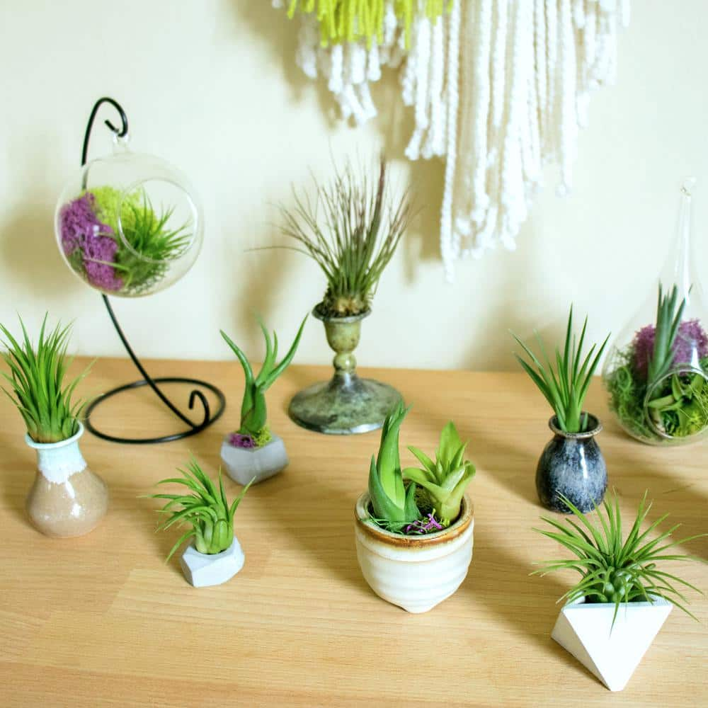 ALTMAN PLANTS Air Plants Assorted Small (12-Pack) 0881150