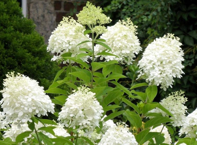 Hydrangea 'Grandiflora' Aka PG Hydrangea