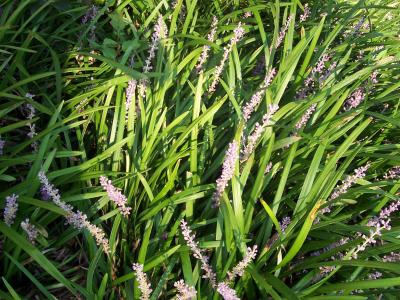 Classy Groundcovers - Creeping Lily Turf Creeping Liriope， Lilyturf， Monkey Grass  {50 Bare Root Plants}