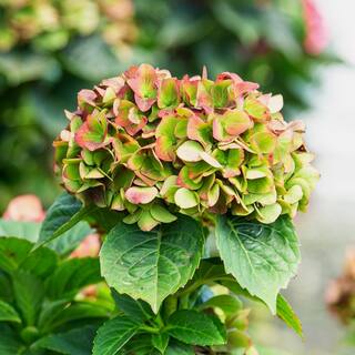 SOUTHERN LIVING 2 Gal. Heart Throb Hydrangea with Cherry Red Flowers 18177