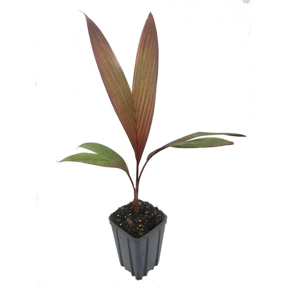 Wekiva Foliage Maroon Crownshaft Palm Tree - Live Plant in a 4 in. Pot - Areca Vestiaria - Rare Ornamental Palms from Florida EQ-9A55-56MQ