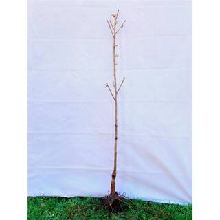 Online Orchards Dolgo Flowering Crabapple Tree Bare Root FLCA004