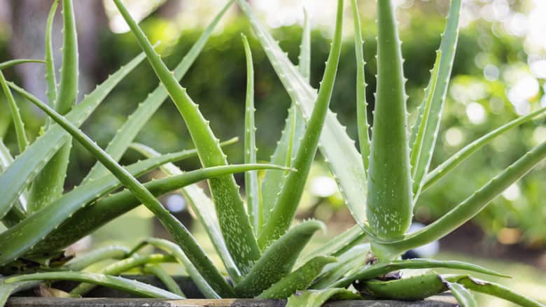 Aloe Vera- Gorgeous Short