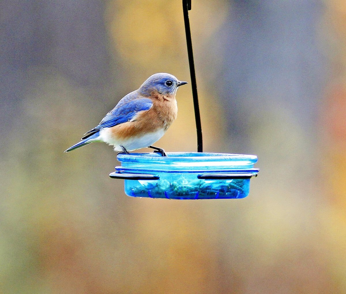 More Birds Snacks'N'Treats Single Hanging Bird Feeder