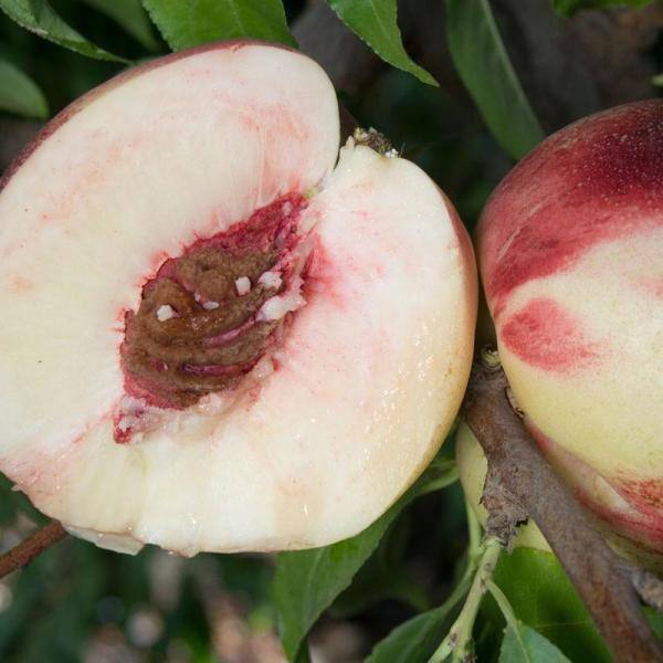 Online Orchards Snow Queen White Nectarine Tree (Bare-Root 3 ft. to 4 ft. Tall 2-Years Old) FTNC004