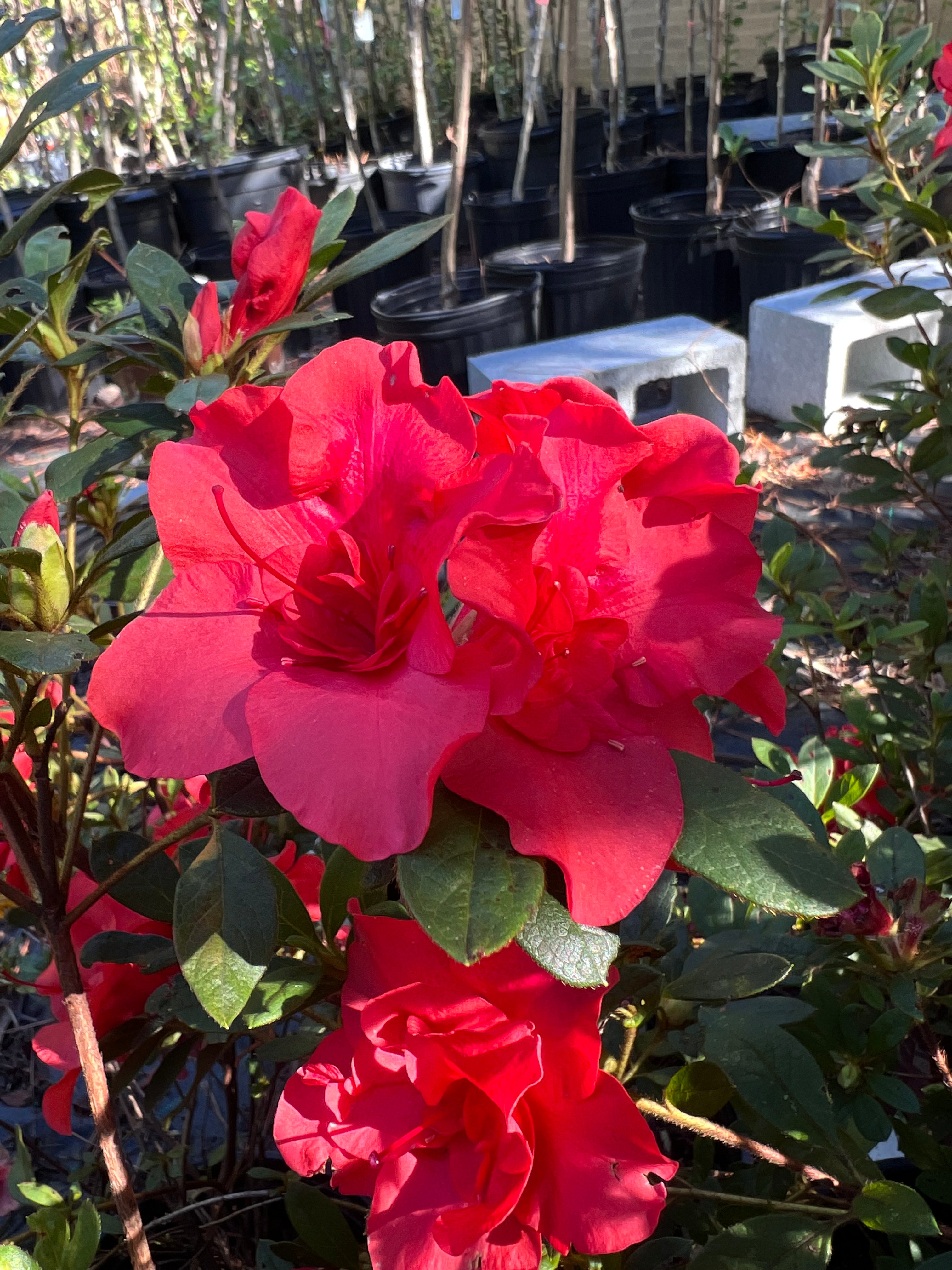 Encore Azalea Autumn Embers