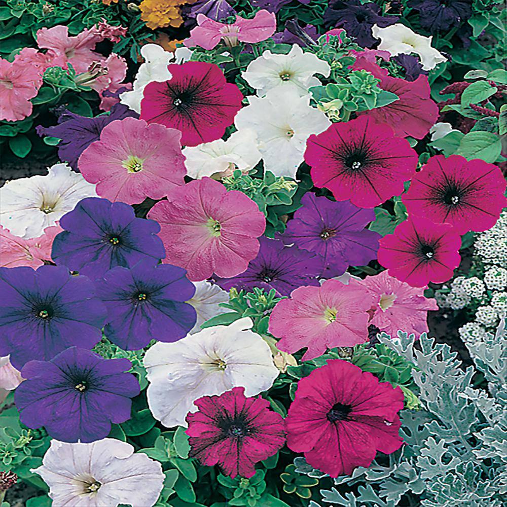 10.75 in. Assorted Colors Petunia Hanging Basket 1363