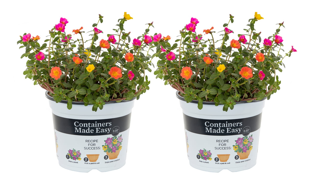 Containers Made Easy with Better Homes and Gardens 3QT Portulaca Smarty Party Pink Orange Yellow Live Plant (2 Count) with Pop-In Pot