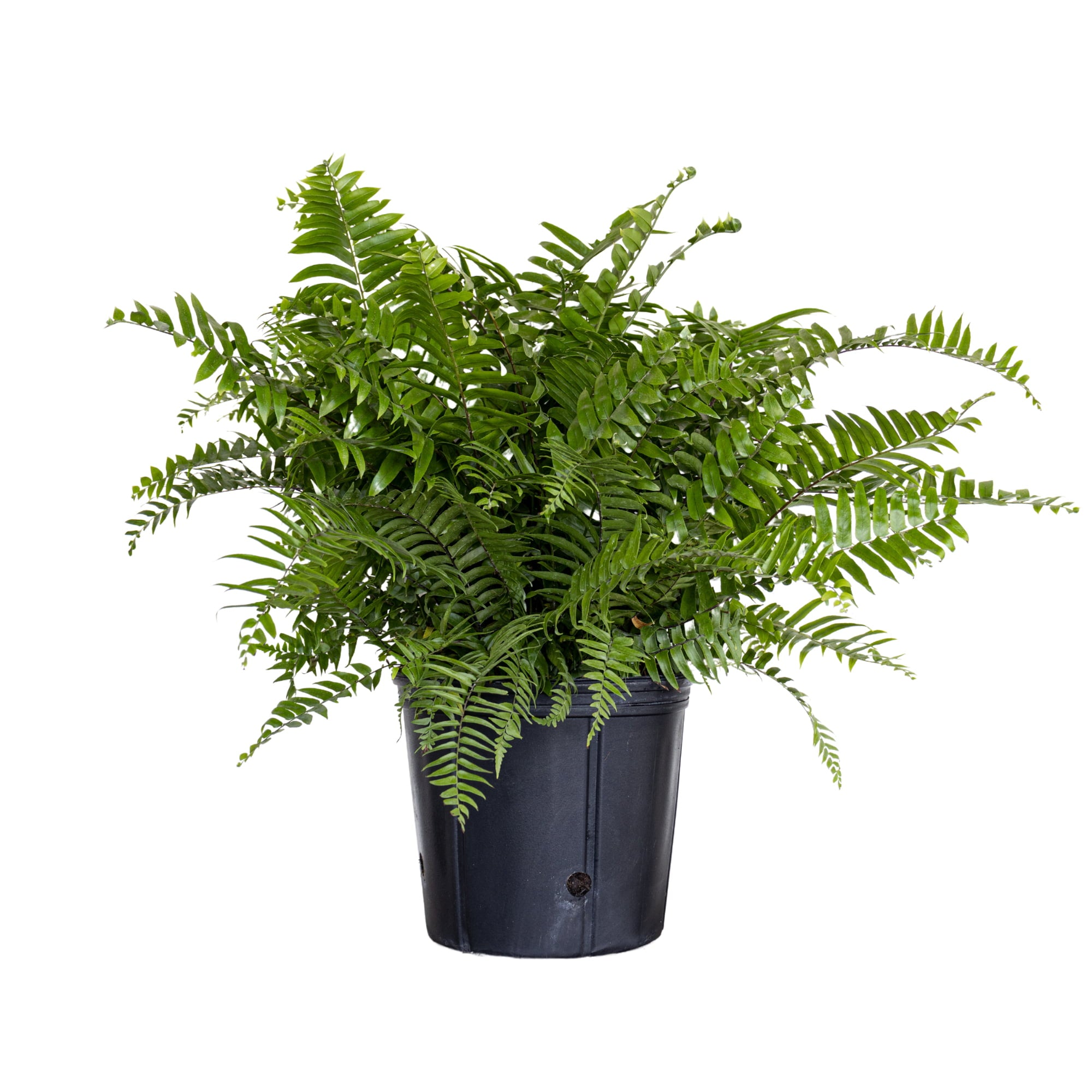 United Nursery Live Macho Fern Plant 26-32 Inches Tall in 9.25 Inch Grower Pot