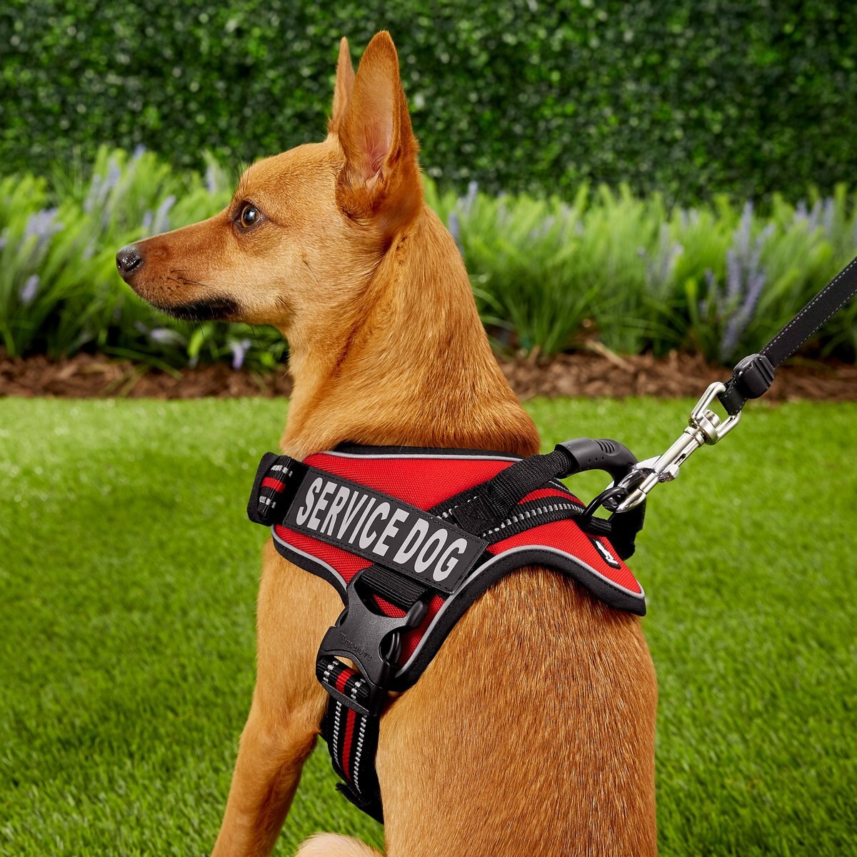 Chai's Choice Service Dog Harness