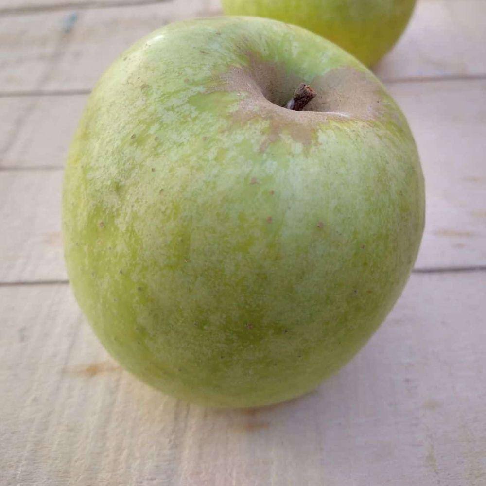 5 gal. Semi-Dwarf Mutsu Apple Tree APPMUT05GD
