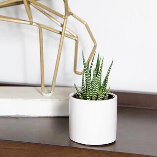 SMART PLANET 3Pk 2.5 in. Lolite Haworthia and Gasteria Succulents in Matte White Cylindrical Decco Pot 0880096