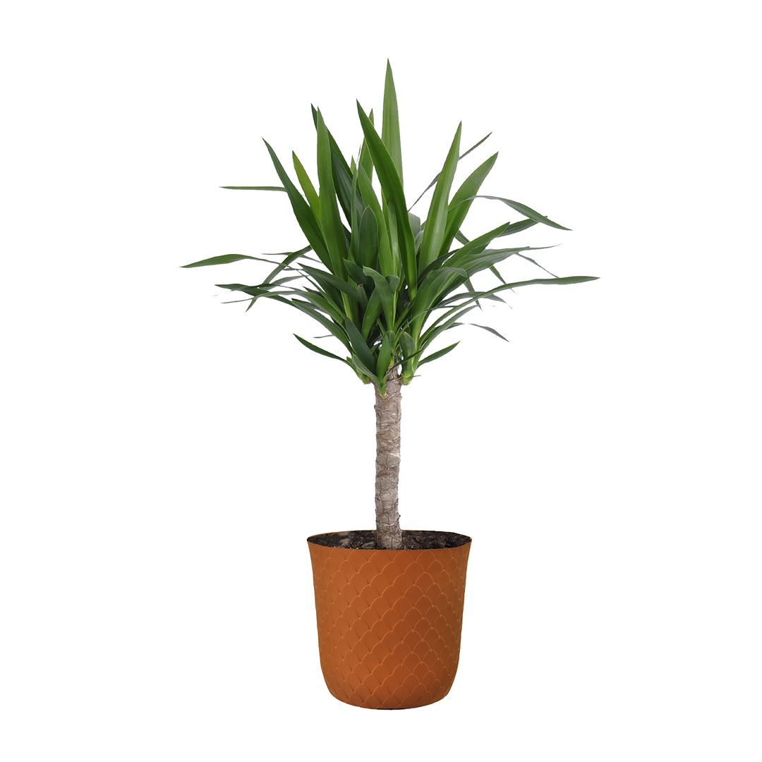 United Nursery Live Yucca Cane Tropical Plant 24-28in Tall in 10in Terra-cotta Bayside Decor Pot