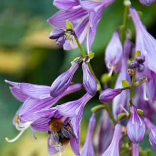 VAN ZYVERDEN Lavender Hosta Halcyon Roots (3-Pack) 83781