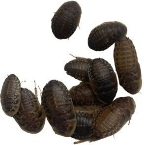 ABDragons X-Large Dubia Roaches Small Pet and Reptile Food