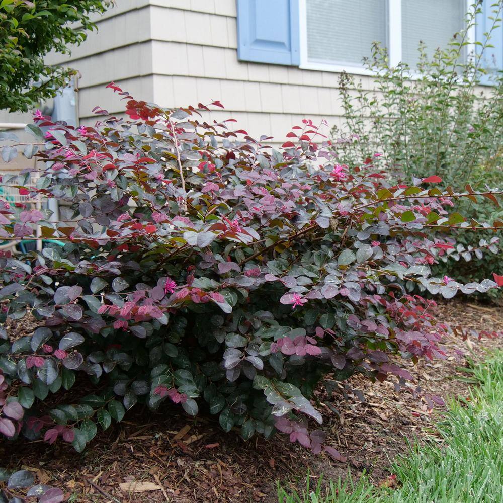 PROVEN WINNERS 2 Gal. Jazz Hands Pink Loropetalum Shrub with Cool Purple Foliage 13912
