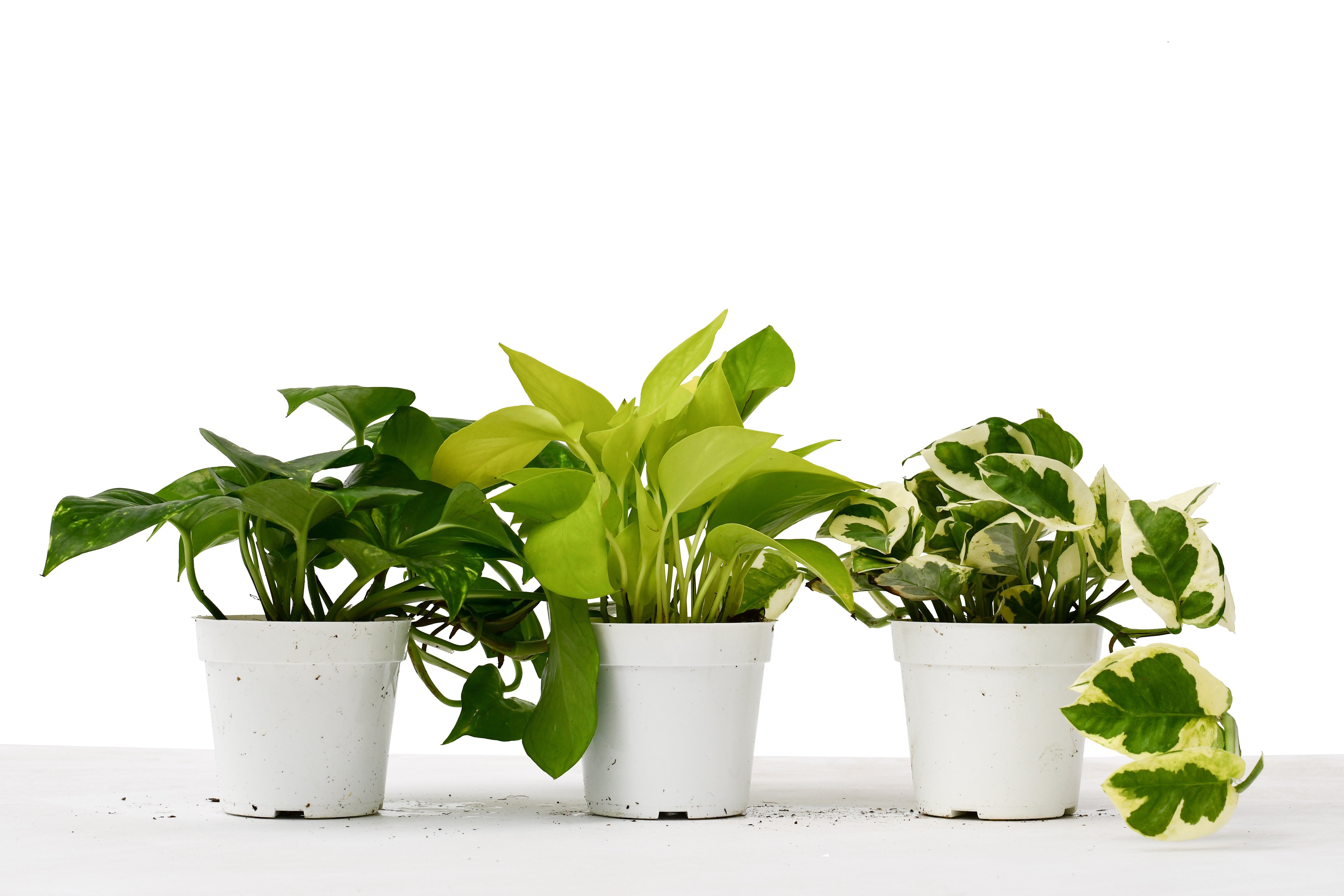 3 Pothos Variety Pack / 4