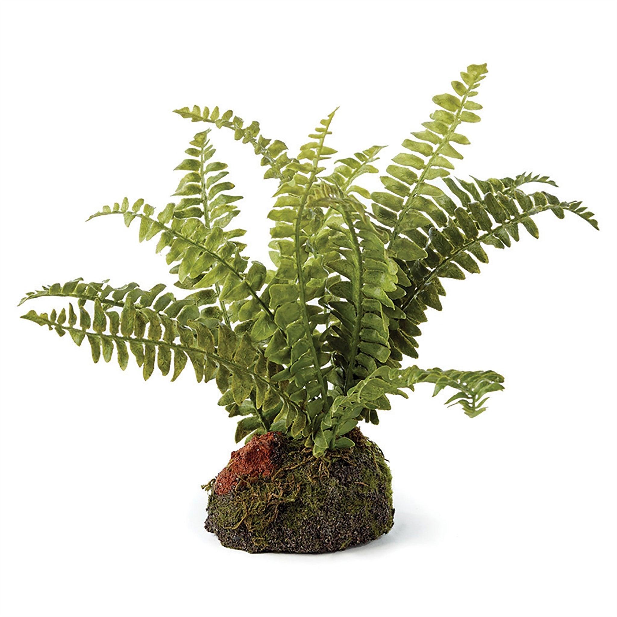 Boston Fern Drop-In 7