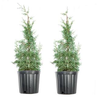 Perfect Plants 3 Gal. Carolina Sapphire Cypress Tree (2-Pack) THD00407