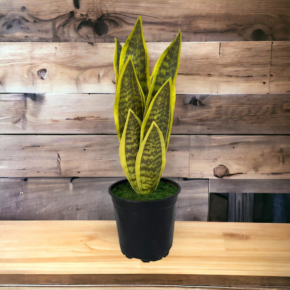 Beautiful Potted Snake Plant-Artificial