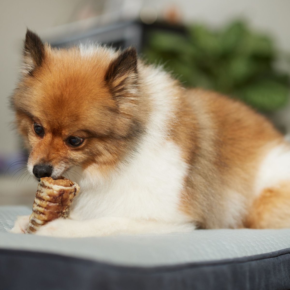 Bones and Chews Made in USA Peanut Butter Flavored Filled Trachea Dog Treats