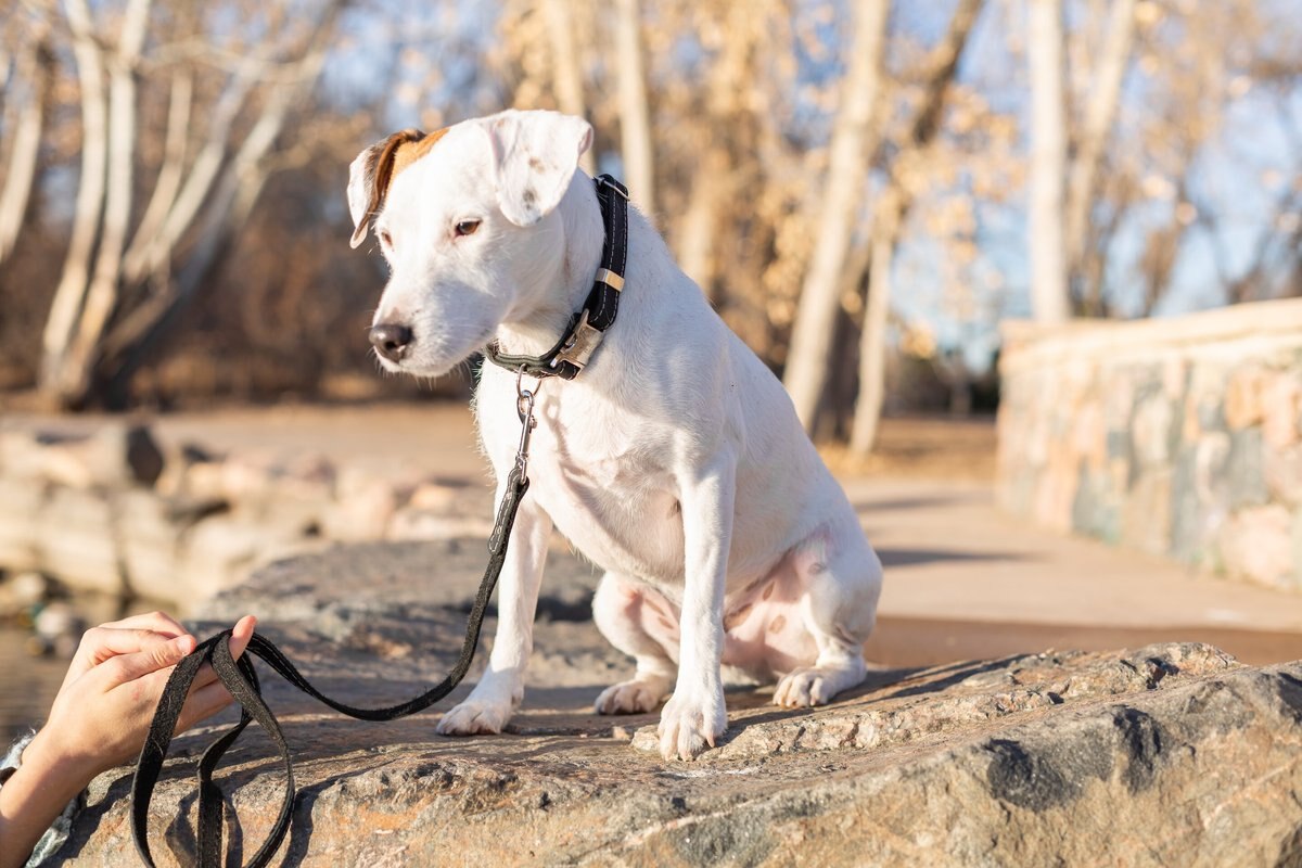 Euro-Dog Quick Release Leather Dog Collar