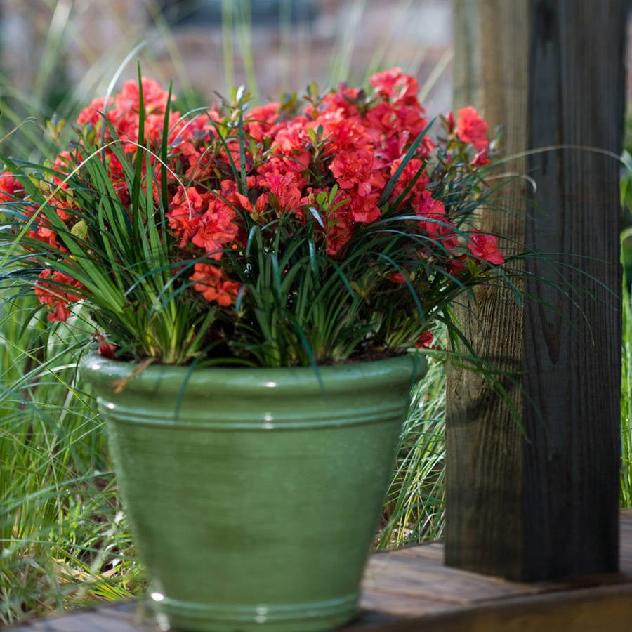 Encore Azalea Autumn Embers (1 Gallon) Red Pink Flowering Shrub - Full Sun Live Outdoor Plant