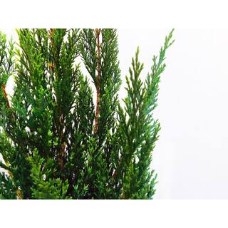 2.25 Gal. Blue Point Juniper Plant with Blue-Green Foliage 13821