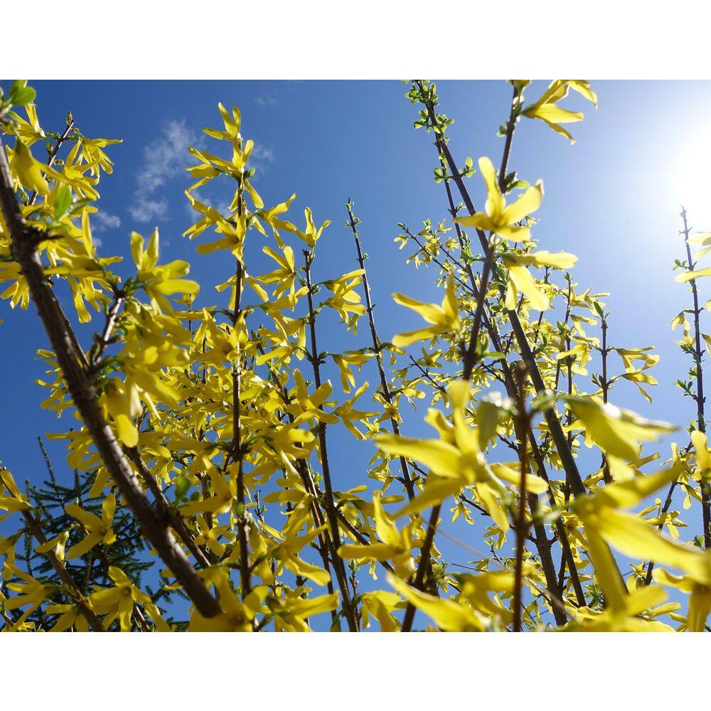 BELL NURSERY 3 Gal. Lynwood Gold Forsythia Flowering Shrub with Yellow Flowers FORSY3LGD1PK