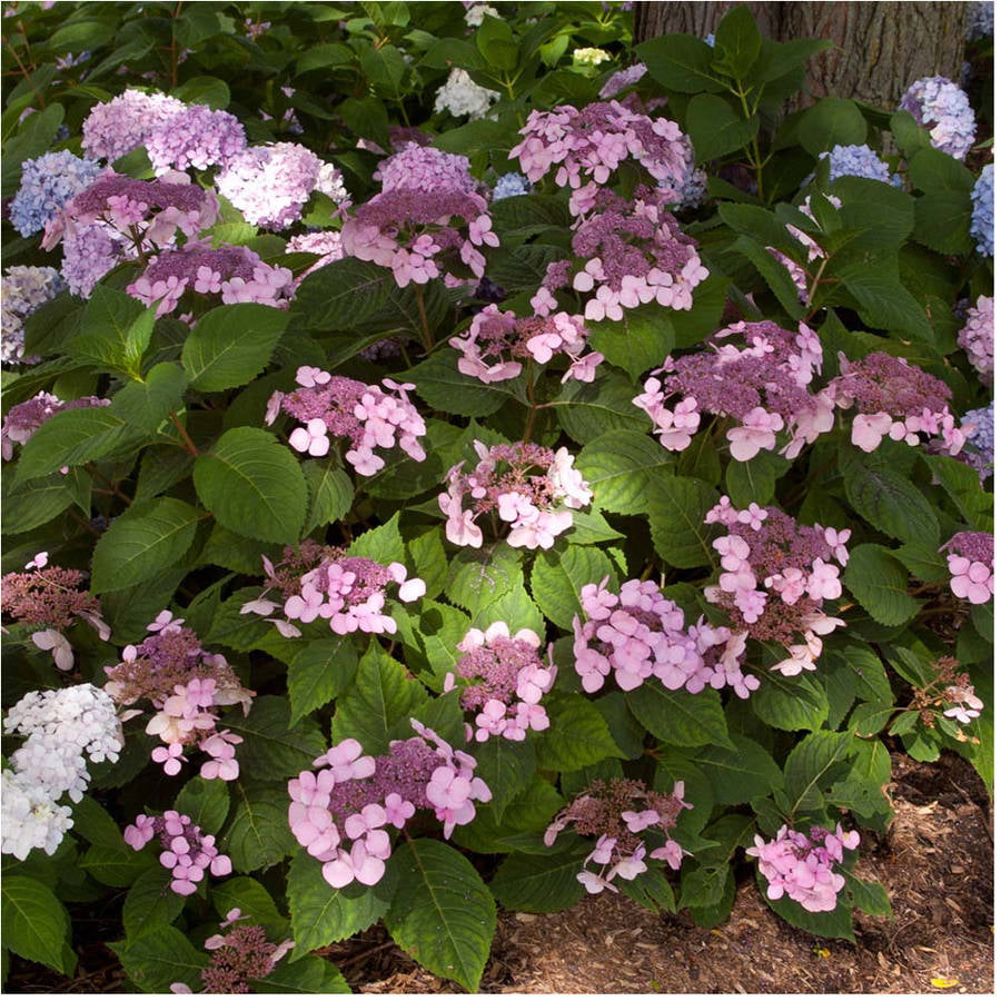 Twist-n-Shout Endless Summer Hydrangea (1 Gallon) Flowering Deciduous Shrub with Deep Pink or Periwinkle Blue Lace-Cap Blooms - Part Sun Live Outdoor Plant