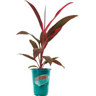 Garden Tropics 1.71 Pint Cordyline Terminalis Shrub 1005415601