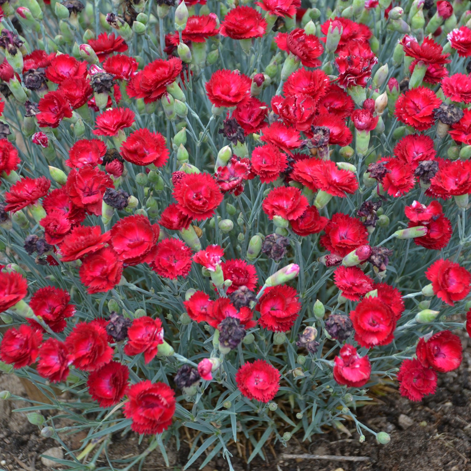 Electric Red Flowering Dianthus Dormant Bare Root Perennial Starter Plant (1-Pack)