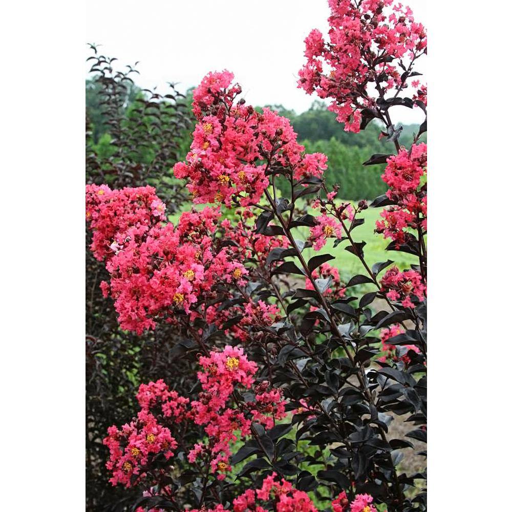 FIRST EDITIONS 3 Gal. Midnight Magic Pink Crape Myrtle Tree CRMMMA03G