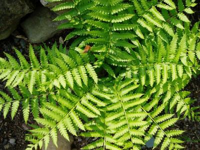 Classy Groundcovers - A collection of ferns that go well together: 25 Athyrium niponicum 'Pictum' + 25 Osmunda cinnamomea