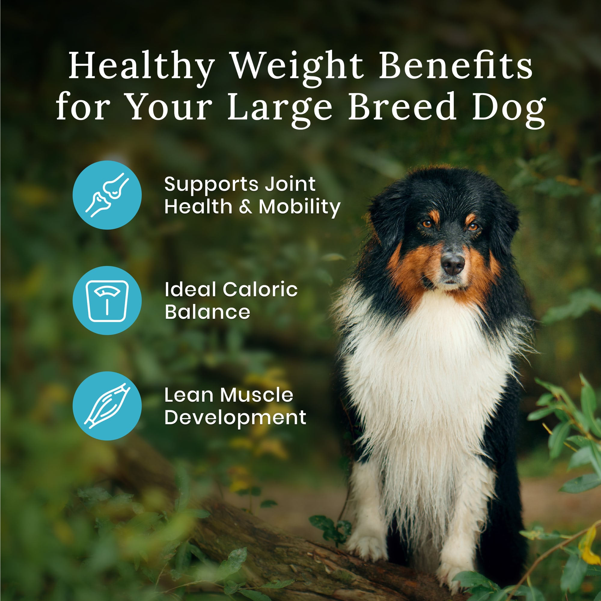 BLUE BUFFALO Blue Wilderness Plus Wholesome Grains Natural Large Breed Healthy Weight Adult Chicken Dry Dog Food， 28 lbs.