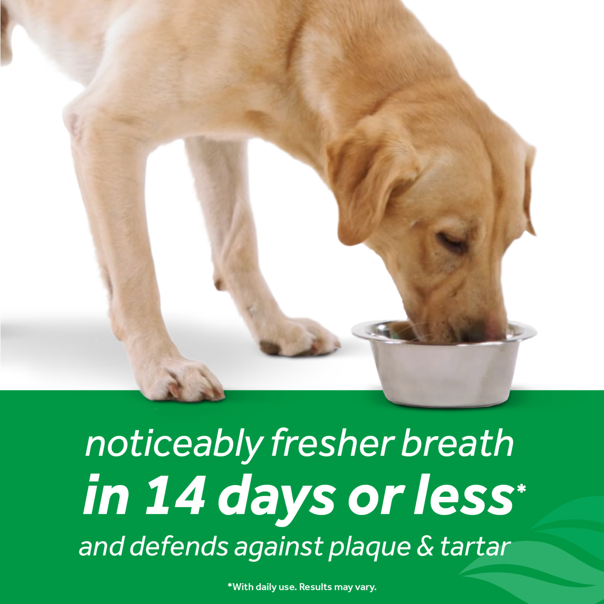 TropiClean Fresh Breath Dental Health Solution Plus Digestive Support for Dogs， 16 fl. oz.