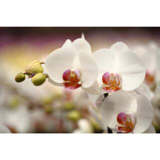 Just Add Ice White 5 in. Holiday Orchid Plant in Ceramic Pot (2-Stems) 208873