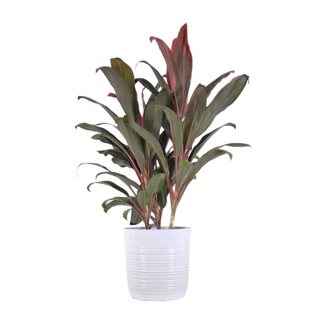 United Nursery Red Sister Cordyline Florida Ti Plant Live Indoor Outdoor Houseplant 10 inch White Decor Pot 78996