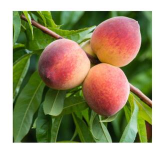 5 Gal. Flordaprince Peach Tree PCHFLP05G