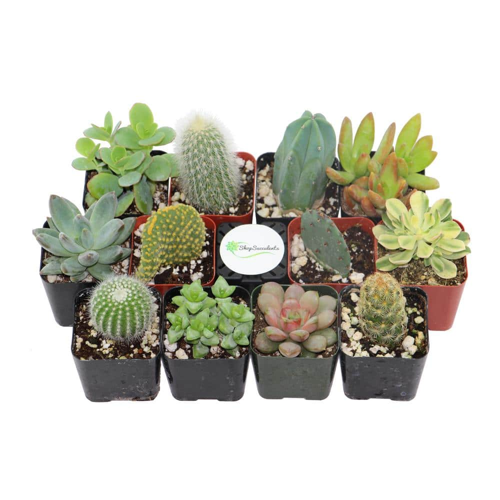 Shop Succulents 2 in. Cactus and Succulent (Collection of 12) CS12