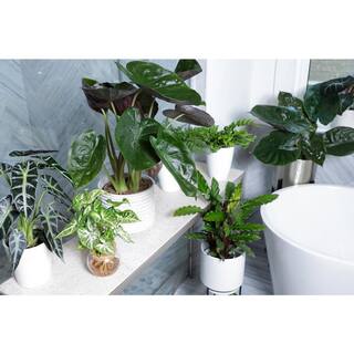 PROVEN WINNERS 7 in. PW Leafjoy Orbifolia Calathea Live Indoor Plant in Seagrass Pot PWORC7SEA1PK