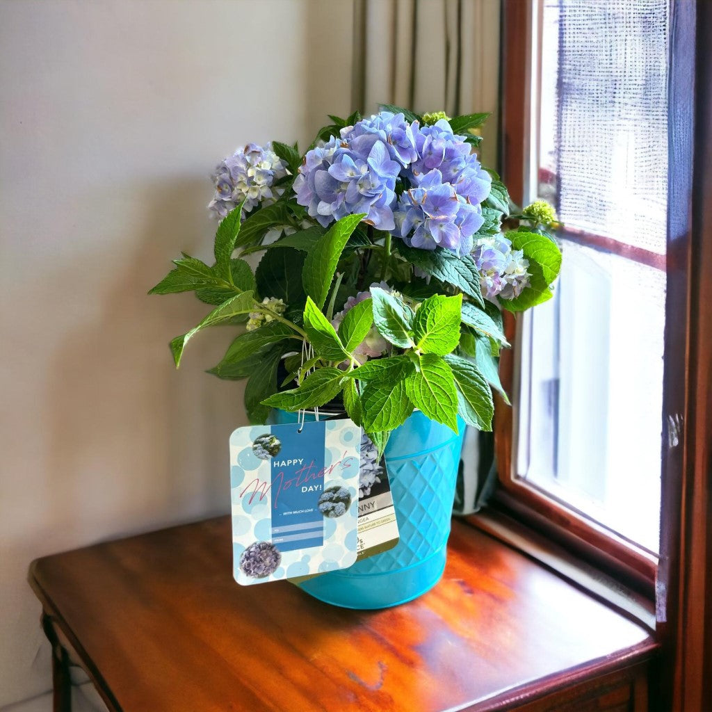 Mini Penny Hydrangea with beautiful pot